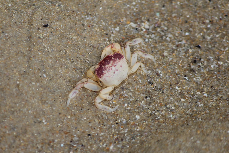Purple Mottled Shore Crab (Cyclograpsus granulosus)