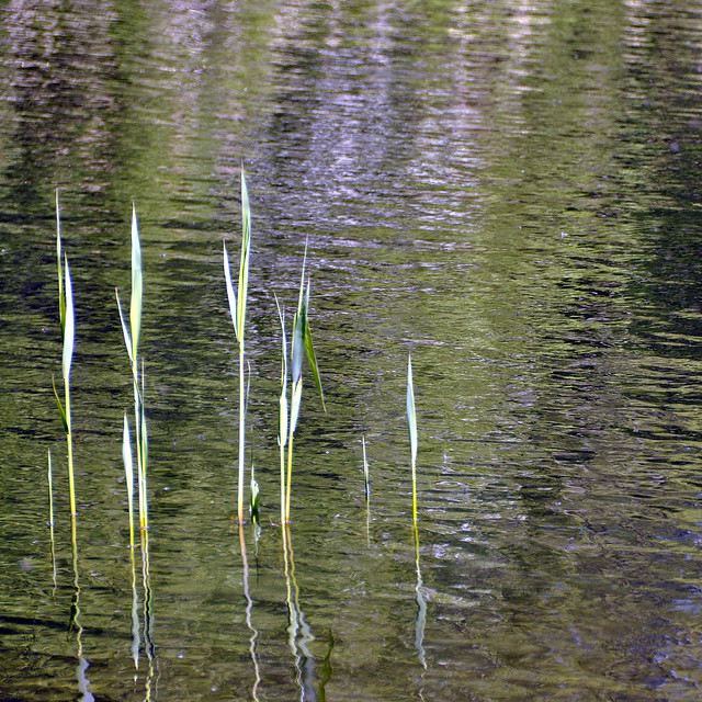 Reeds and Ripples
