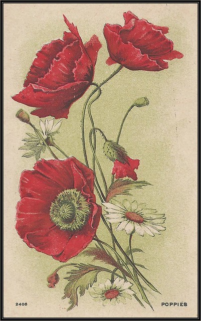 c. 1909 Vintage Postcard (#2408) - The Beauty of a Spring bouquet of Red Poppies and White Daisies