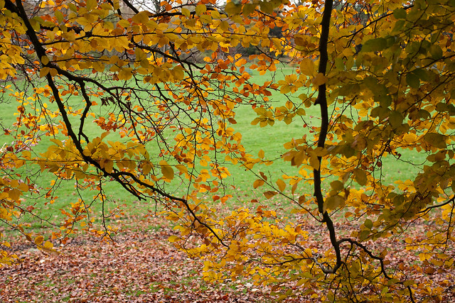 Torkington Park : Autumnal Scene 2016