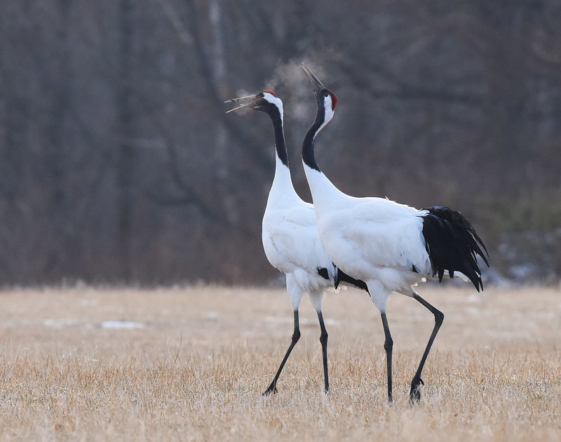 A couple of red-crowned cranes in a cold morning