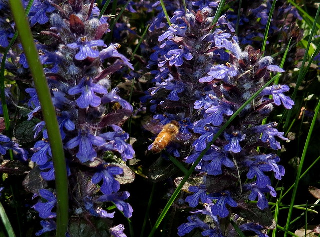 Honey Bee In Flight-Stop Motion IMG_4031