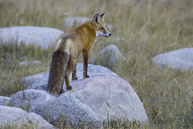 fox on rocks