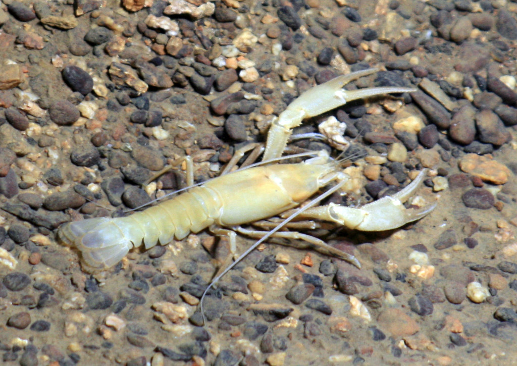 Orconectes pellucidus (cave crayfish) (Mammoth Cave, Kentu… | Flickr
