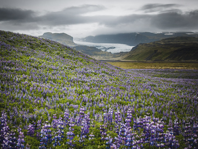 Flowers of Iceland