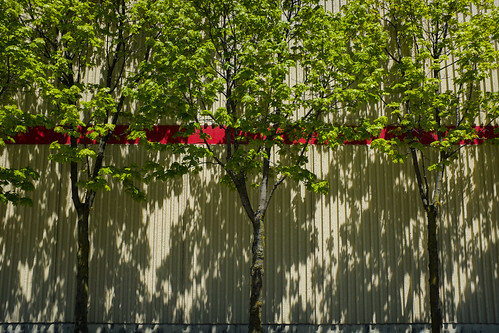 Red Stripe Trees by JeffStewartPhotos