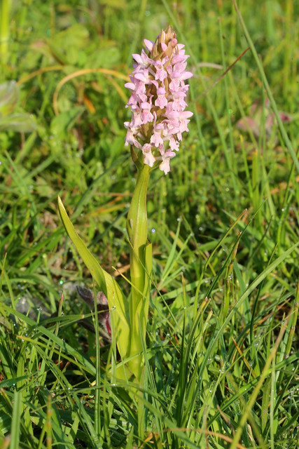 Early Marsh Orchid  Dactylorhiza incarnata subsp. incarnata