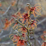 The magic of Witch Hazel