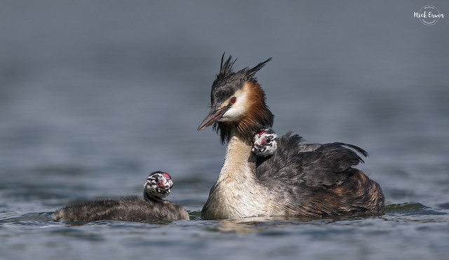 Great Crested Grebe & Chicks