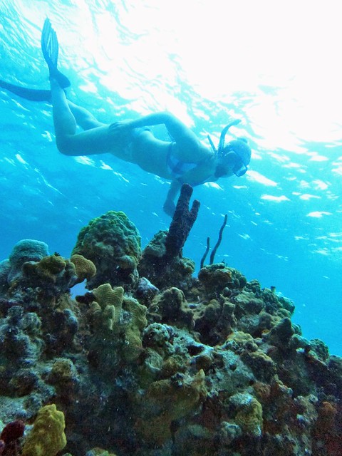 Cuba , photo sous-marine
