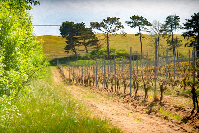 A Danish vineyard...