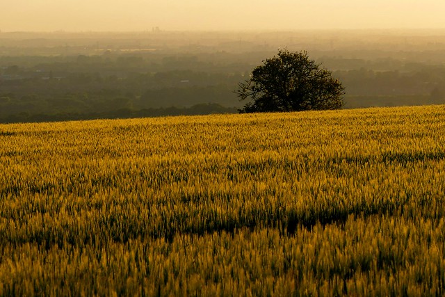 Yorkshire Wolds Evening
