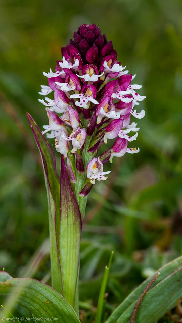 Early Burnt Orchid (Neotinea ustulata var. ustulata