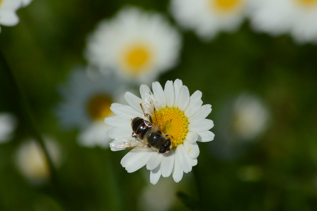 DSC_0059 hoverfly