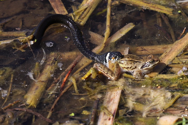 Snog (Grass Snake / Natrix natrix) and Spidssnuet frø (Moor Frog/ Rana arvalis)
