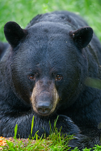 Black Bear with Sad Eyes