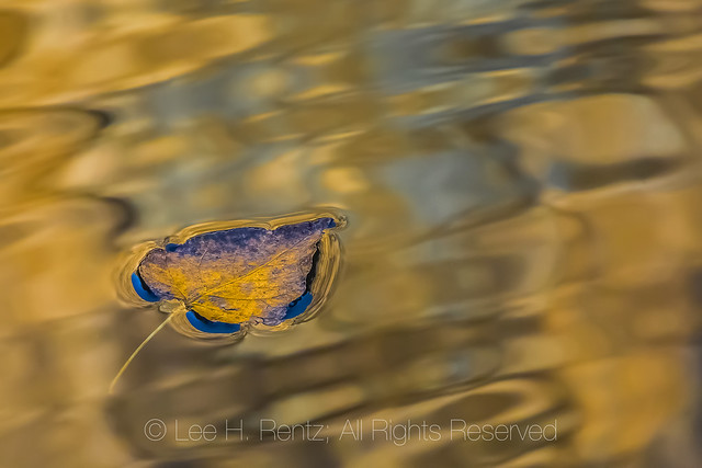 Cottonwood Leaf on the Merced River in Yosemite Valley