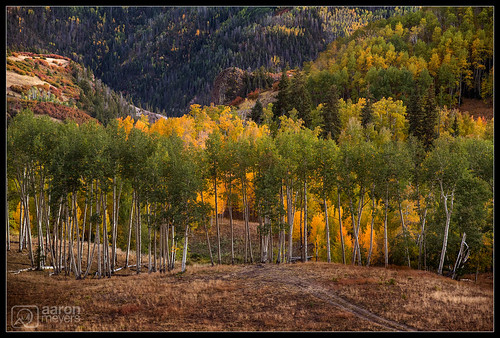 Last Aspen Light by Aaron M Photo, In the summer of 2019, Sammi and I visited my coworker Ana in Slovenia. A few weeks later she came o