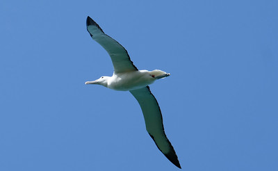 22-089a Albatros