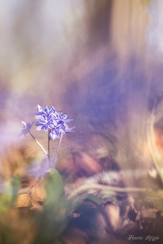 "Tableau de Scille" | by regisfiacre