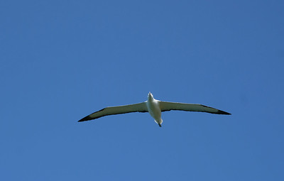 22-033 Albatros