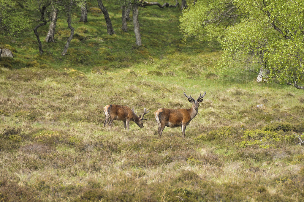 Ciervo escocés - Scottish red deer