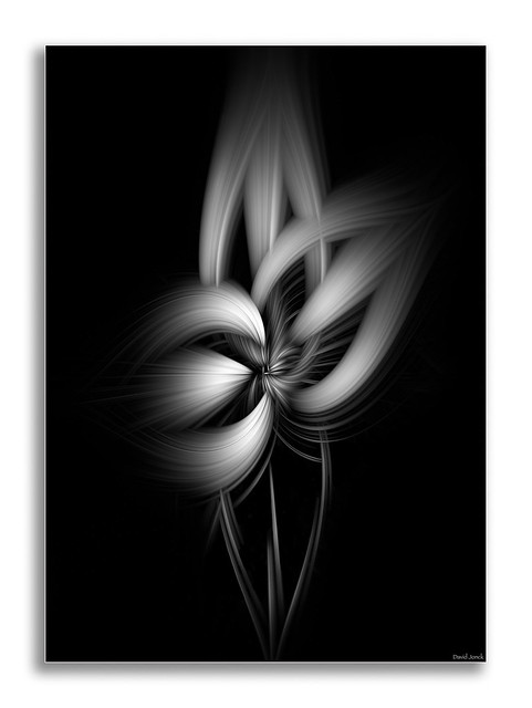 Flower Abstract - Craspedia II