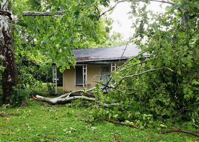 Tornado aftermath: broken large sycamore branch
