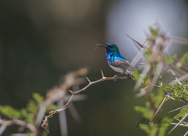 Male Variable Sunbird...Kruger National Park, S.A.