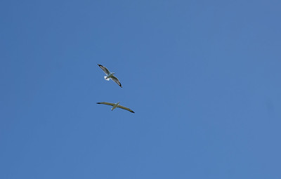 22-039 Albatros en meeuw