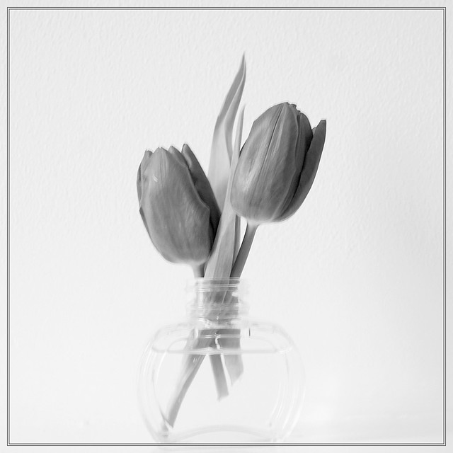 monochrome tulips