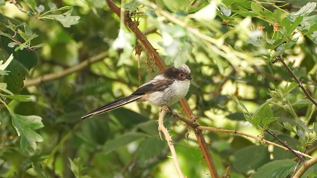 Young long-tailed tit.
