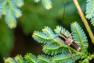 Longhorn beetle (Glenea anticepunctata) - DSC_7234