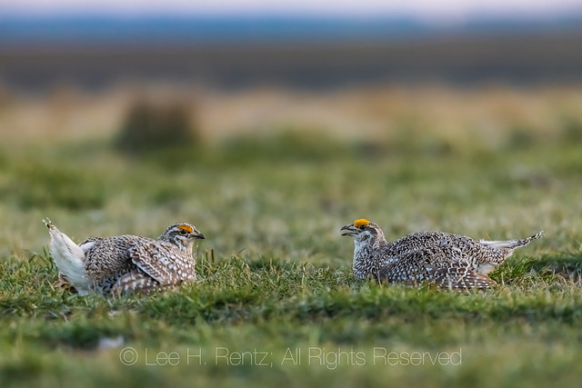 Sharp-tailed Grouse Males on Lek in Fort Pierre National Grassland