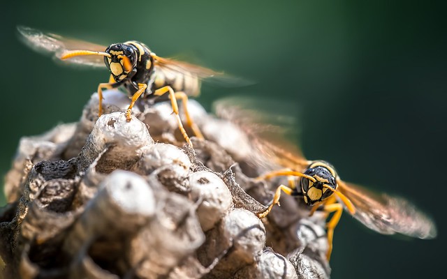 Nest cooling - Polistes dominula female duet