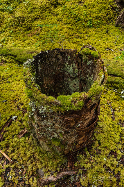 Hollow Stump in the Mossy Woods of Olympic National Forest