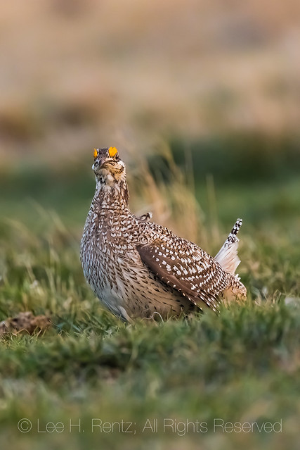 Sharp-tailed Grouse Male on Lek in Fort Pierre National Grassland