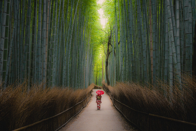 🇯🇵 Arashiyama Bamboo Grove | Kyoto