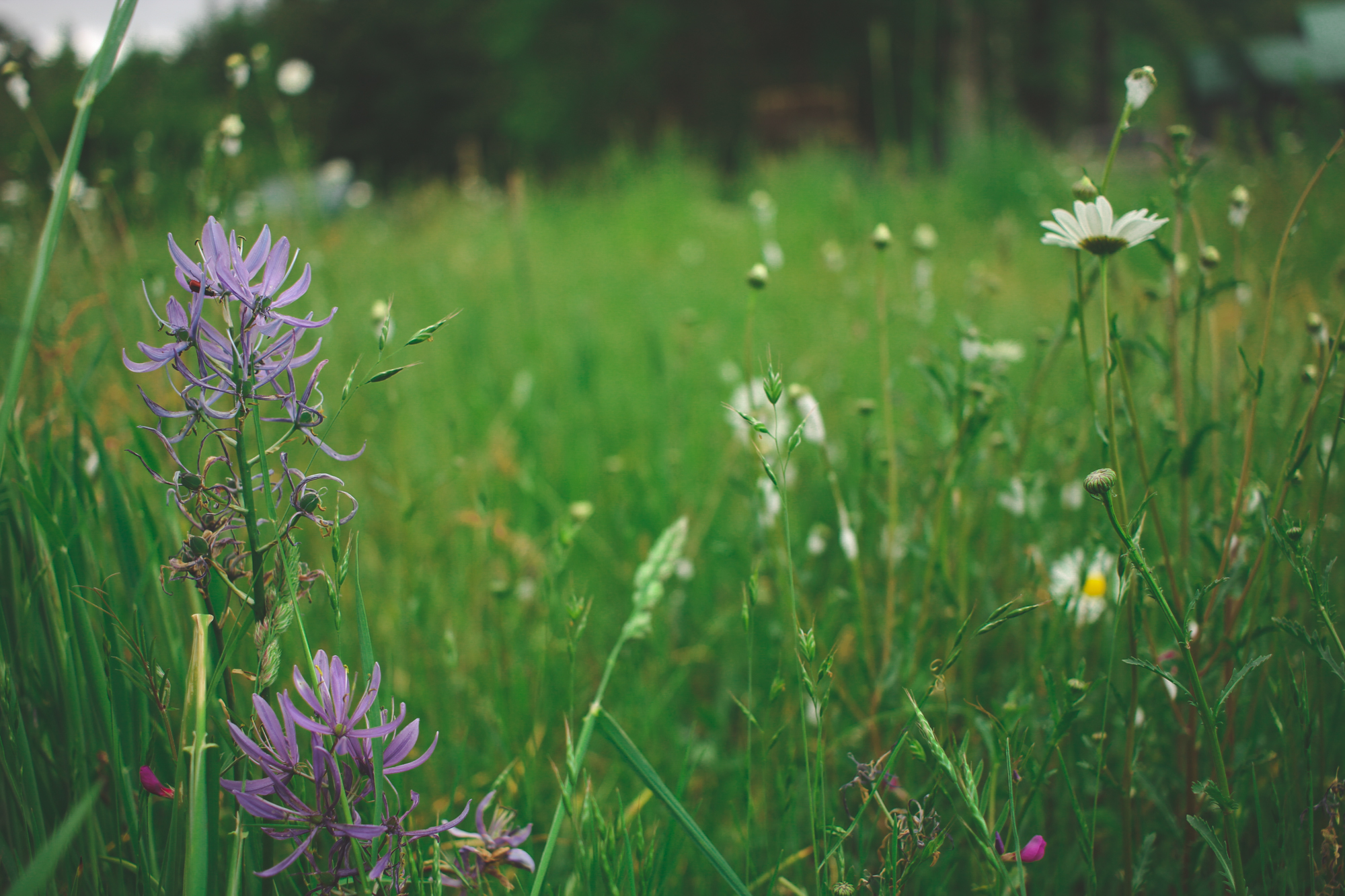 Photo of wildflowers