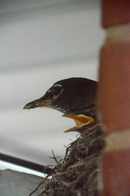 Mother and Baby Robin Riding out a Storm, Park Ridge, Illinois, May 23, 2020 3 bpz full start part8 bpz photos