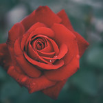 Rose 63