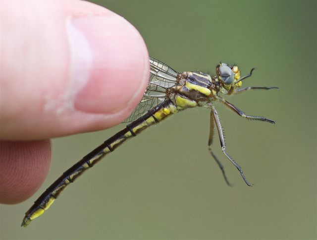 Lancet Clubtail (Phanogomphus exilis) Dragonfly - Female