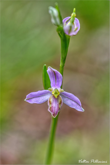 Ophrys apifera var. Tilaventina 2020.