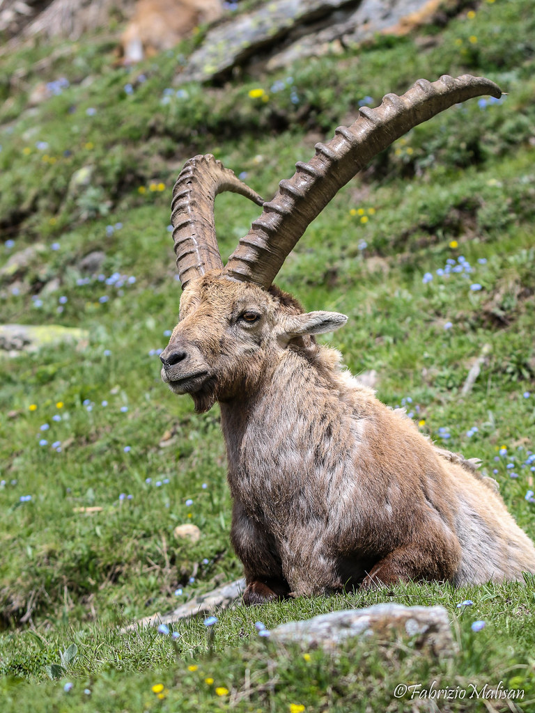 Parco Nazionale del Gran Paradiso Stambecco Bouquetin Alpine Ibex-9927 © Fabrizio Malisan Photography