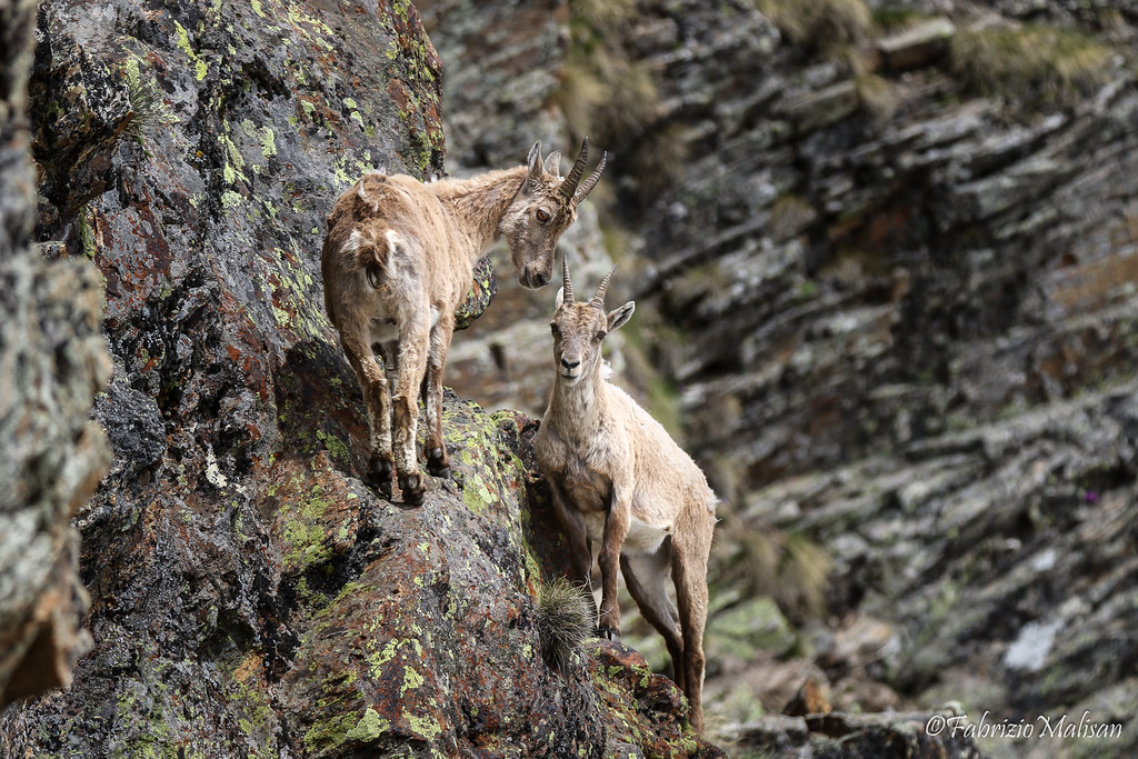 Parco Nazionale del Gran Paradiso Stambecco Femmina Bouquetins Female Alpine Ibex Mountain Goat-9986