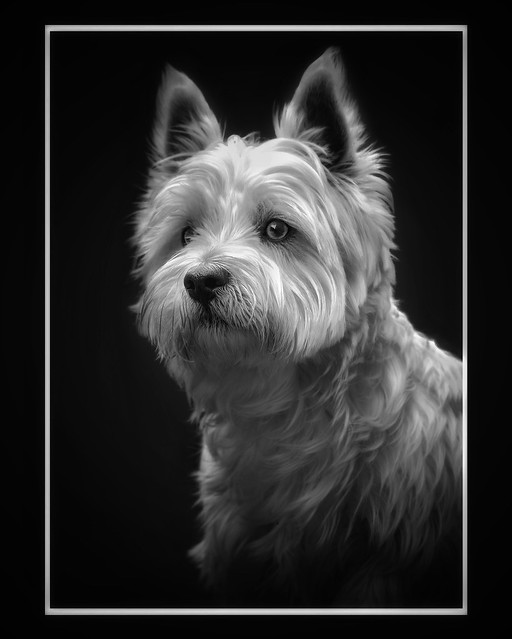 Jock, West Highland White Terrier