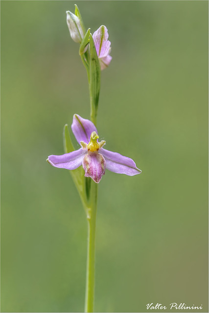 Ophrys apifera var. Tilaventina