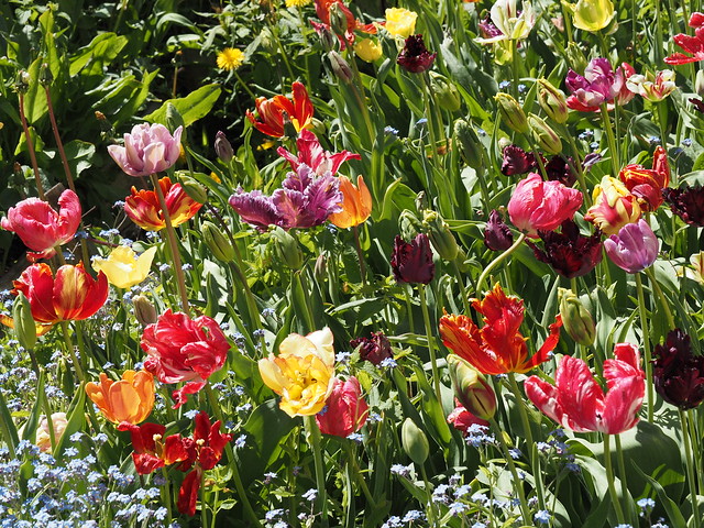 Tulipa Parrot Group