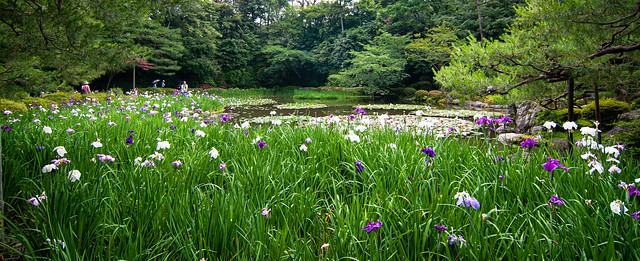 Iris Garden at Heian Jingu Shrine