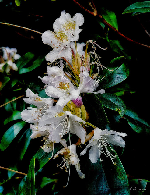Remote Rhododendrons